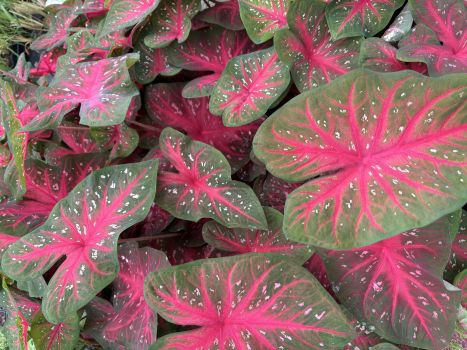 Red Flash Caladiums in a 3.5" Pot